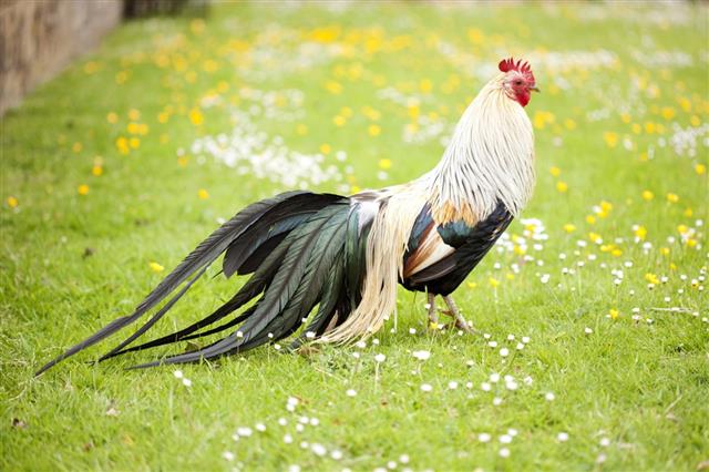 Bantam cock bird