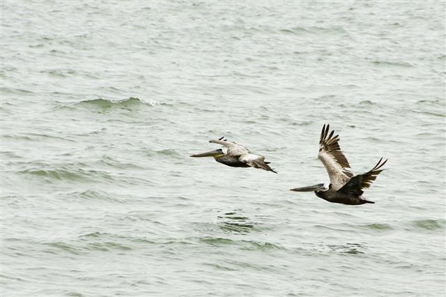 Pelicans In Flight