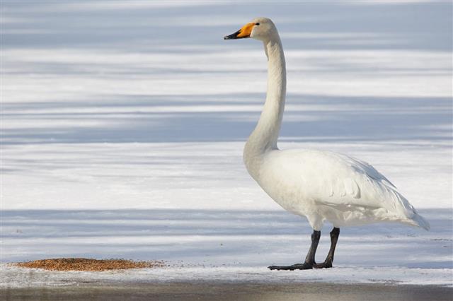 Whooper swan standing on ice