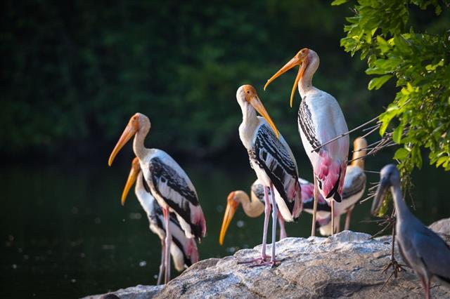 Painted storks on a rock