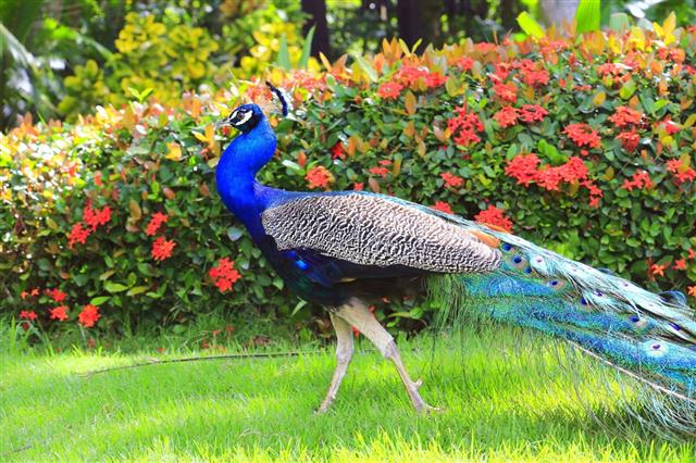 Beautiful asian indian Peacock walking in a garden, colorful Feathers