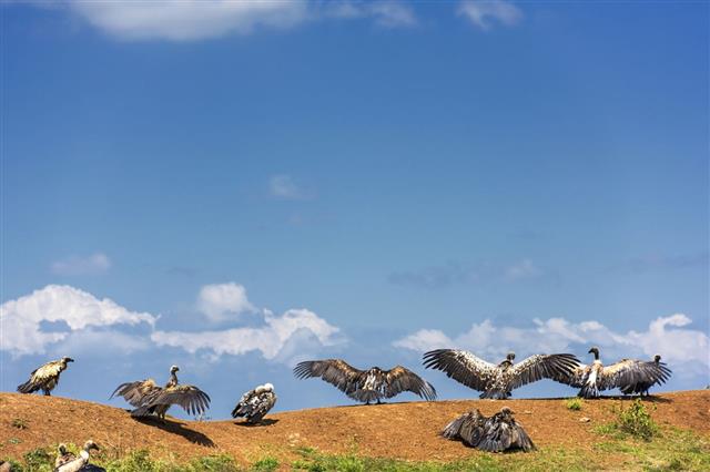 Vulture birds