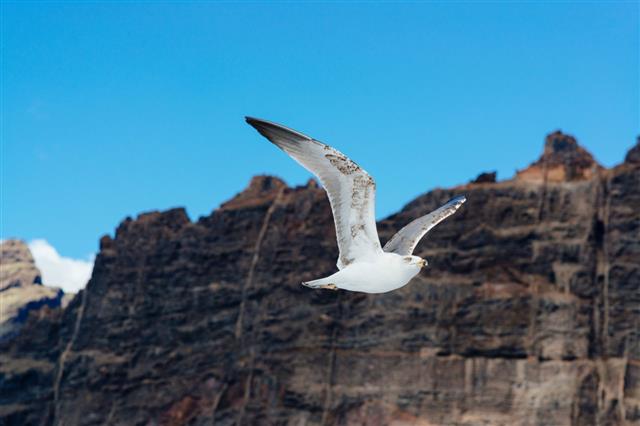 White seagull flying over ocean near rocky cliffs