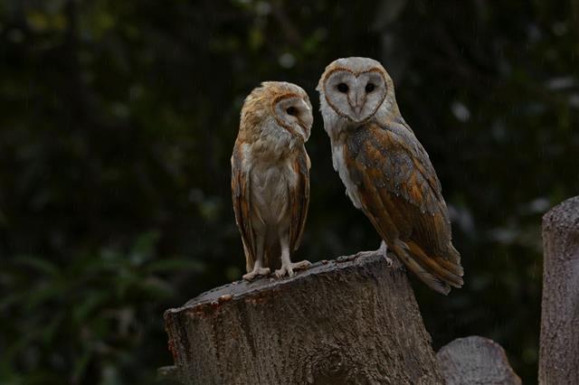 Barn Owl couple