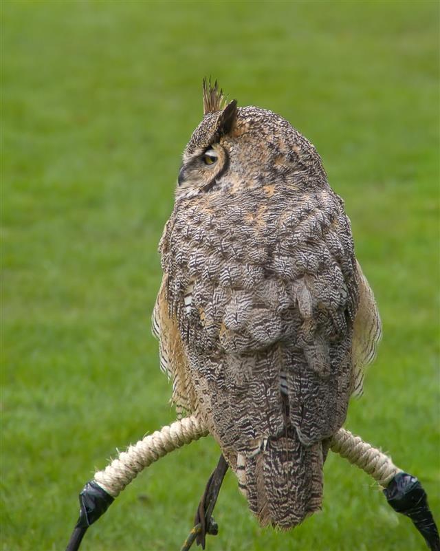 The horned owl