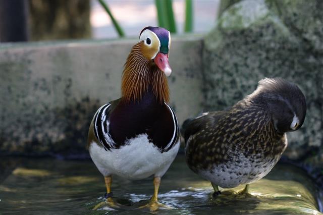 colorful Duck