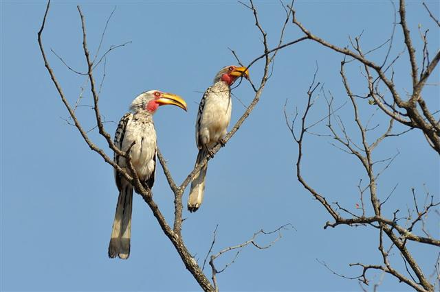 Southern yellow-billed hornbills