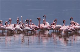 Flamingos on Lake Nakuru