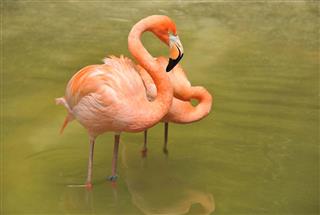 Couple of Flamingos