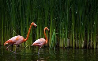 Two beautiful flamingos in front of a grass wall
