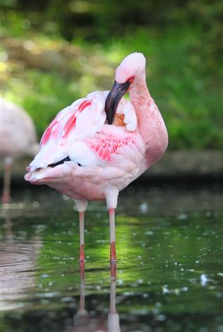Flamingo cleaning
