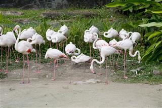 Flamingos birds standing
