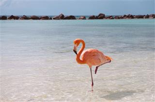 Pink flamingo in the water at the beach with clear blue sky