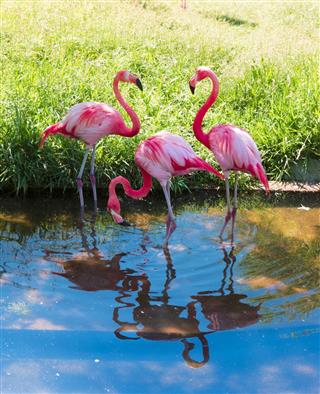 Pink flamingos standing