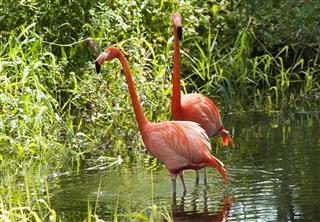Pink flamingos partner
