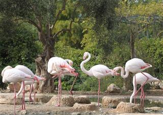 Marked white flamingos
