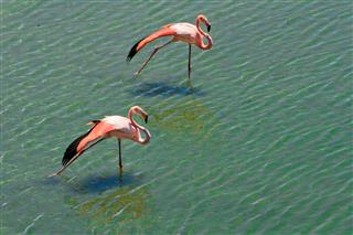 Loving couple of pink flamingos