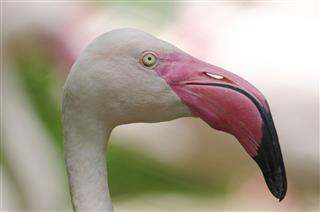 Flamingo Bird beak