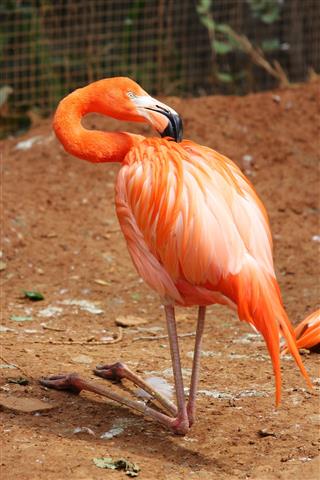 red colored Flamingo