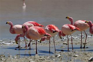 Flamingos in a salt water