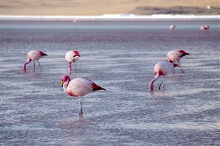 Four flamingos