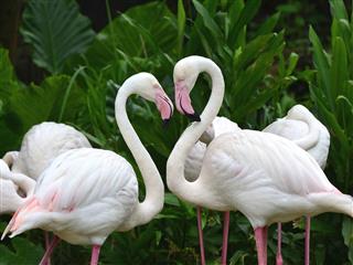 Greater Flamingo bird