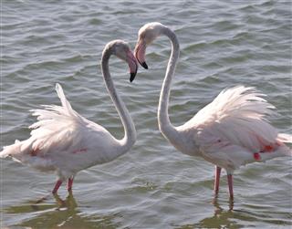Flamingos couple