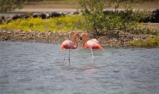 Curacao Flamingos