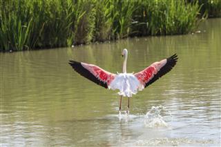 Camargue lake, Flamingo – France
