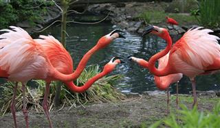 Red flamingos nature reserve, Belgium