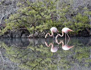 Two Flamingos in perfect harmony, Galapagos Islands, Ecuador