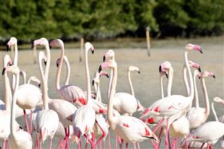 Meeting flamingos