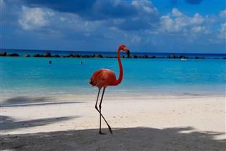 Beautiful Flamingos on a paradise Beach