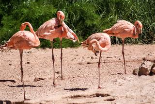 Pink flamingos on the bright summer day