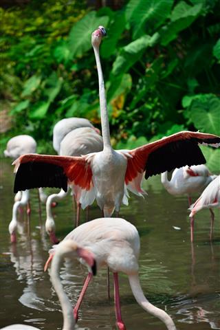 Flamingo flying