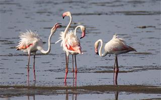 Greater Flamingo group
