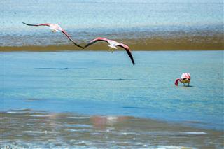 Bolivian Flamingos Flying over the Salt Lake