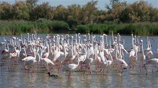 Flock of flamingos in wetland