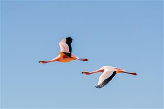 Two flying flamingo