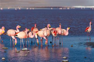 Pink flamingos at 'Laguna Colorada' on the Bolivian Andes