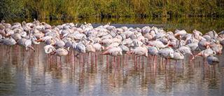 Flock of pink flamingos resting in camargue wetlands