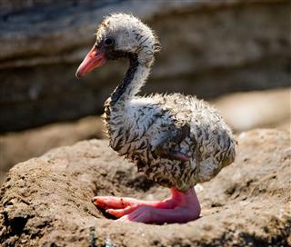 Little chick flamingo