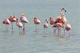 Flamingos at Jan Kok, Curacao