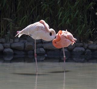 Flamingo resting in water