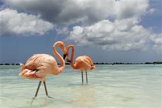 Flamingos on a tropical island