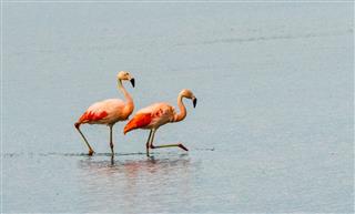 Chilean flamingos at Laguna Nimez