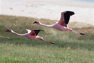 Lesser Flamingo flying