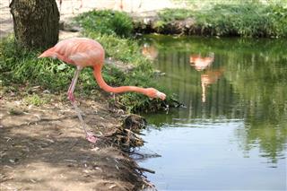 Flamingo taking a Drink