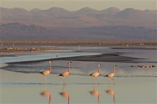 Flamingos at Sunset, Chile