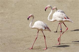 Three flamingos walk